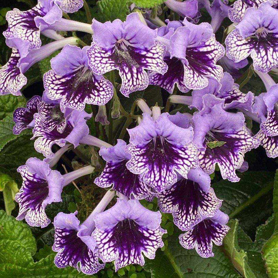 <i>Streptocarpus</i> 'Sphinx'