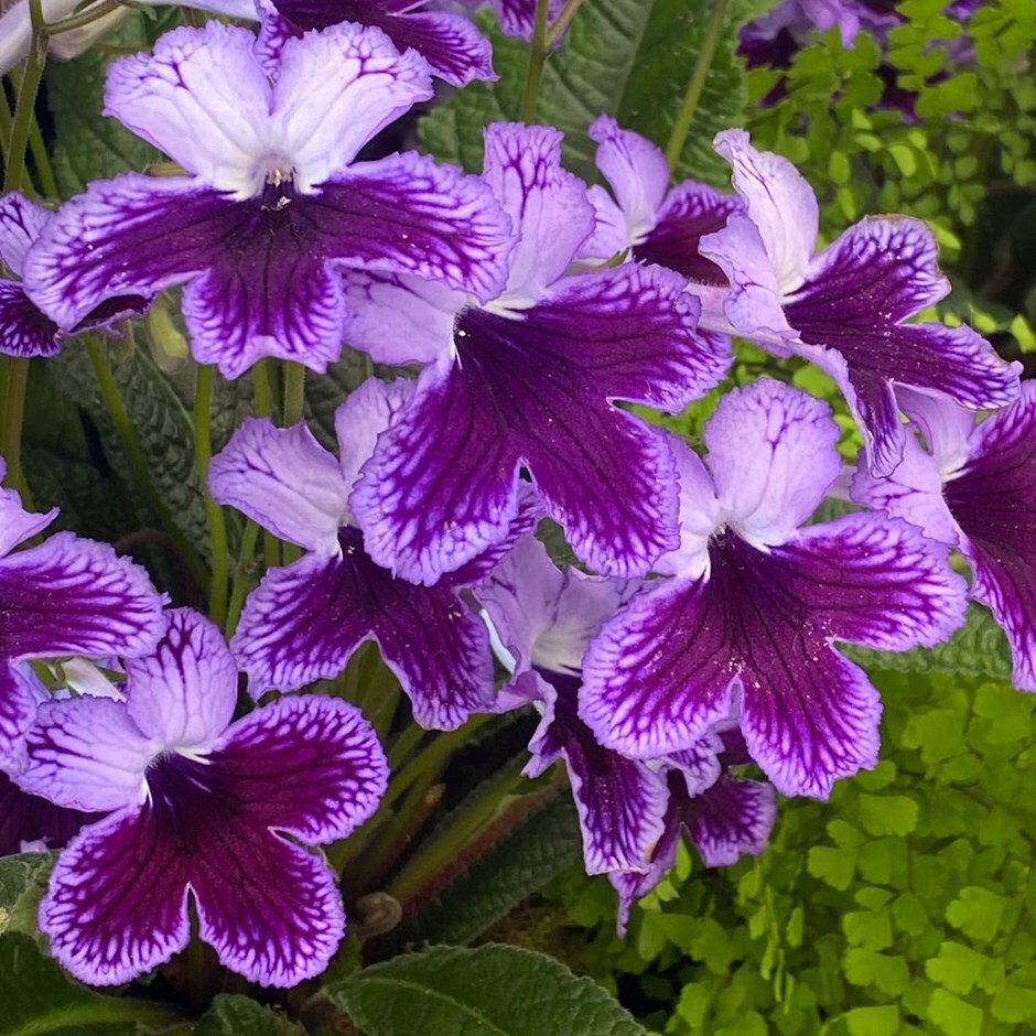 <i>Streptocarpus</i> 'Katie'