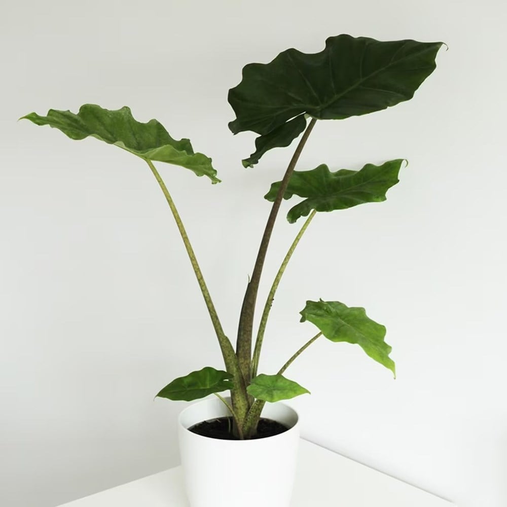 <i>Alocasia</i> 'Portodora'