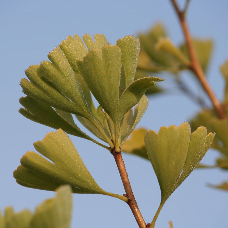 <i>Ginkgo biloba</i> 'Fastigiata Blagon'