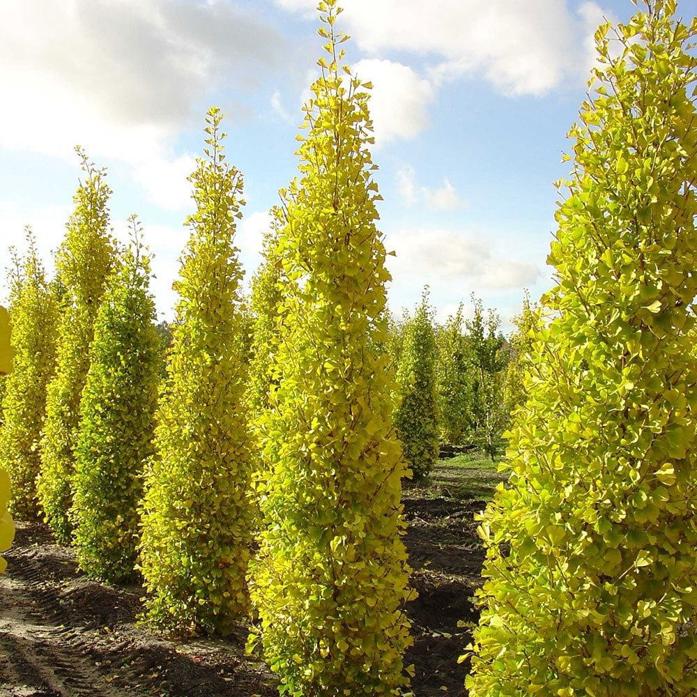 <i>Ginkgo biloba</i> 'Fastigiata Blagon'