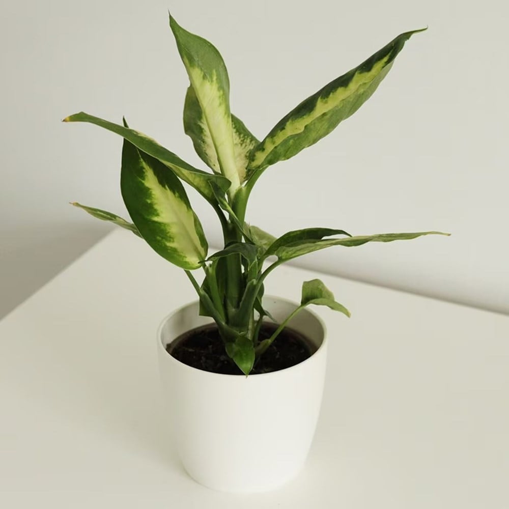 <i>Dieffenbachia</i> 'Camille'