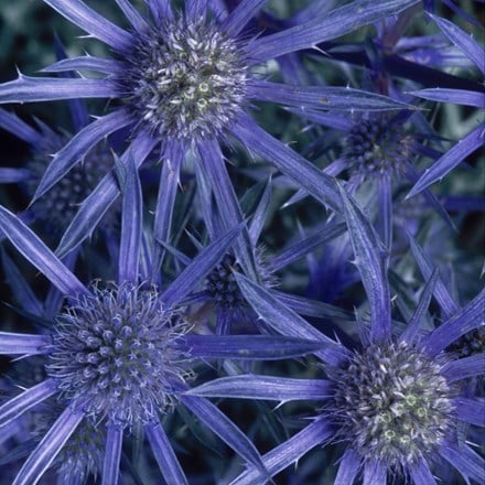 Eryngium bourgatii Picos Blue (PBR)