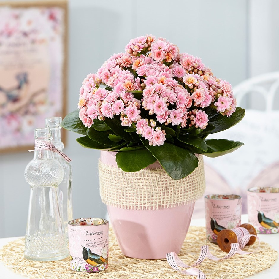 <i>Kalanchoe blossfeldiana</i> 'Serenity Bicolour Pink' (PBR)