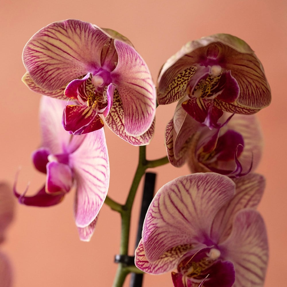 <i>Phalaenopsis</i> 'Younghome Golden Leopard'