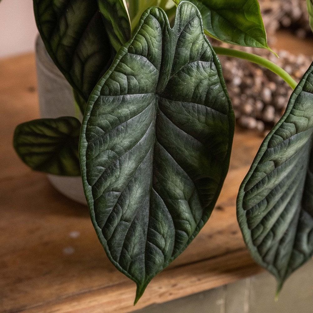 <i>Alocasia</i> 'Dragon Scale'