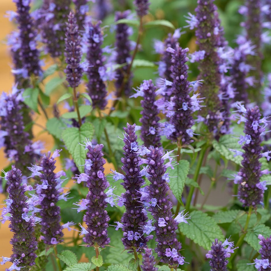 <i>Agastache rugosa</i> 'Little Adder'