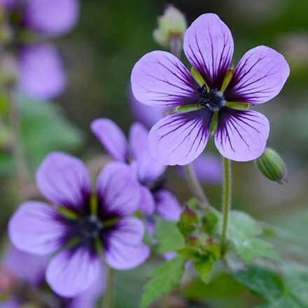 Geranium Salome