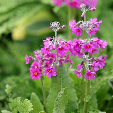 Primula beesiana