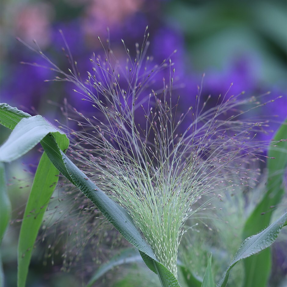 <i>Panicum capillare</i> 'Sparkling Fountain'