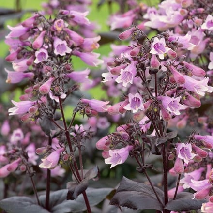 Penstemon digitalis Dakota Burgundy ('Tnpendb') (PBR) (Dakota Series)