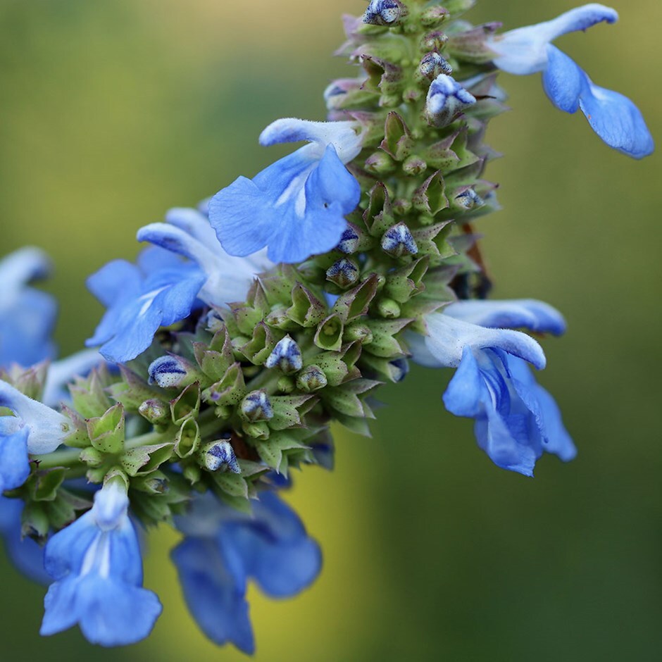 <i>Salvia uliginosa</i> 