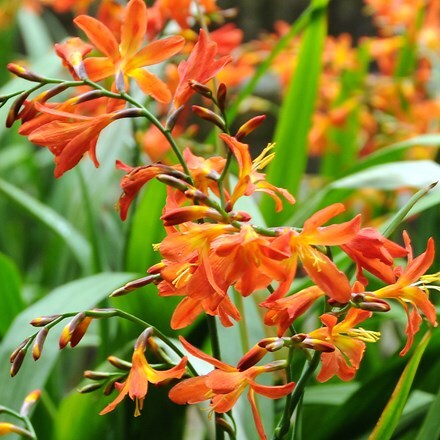 Crocosmia × crocosmiiflora Carmin Brilliant