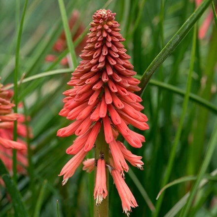 Kniphofia Poco Red ('Tnknipr') (PBR) (Poco Series)