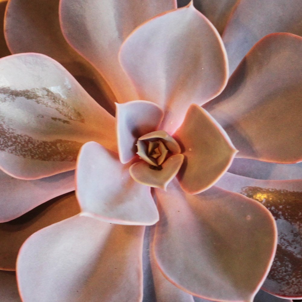 <i> Echeveria </i> 'Purple Pearl' (PBR)