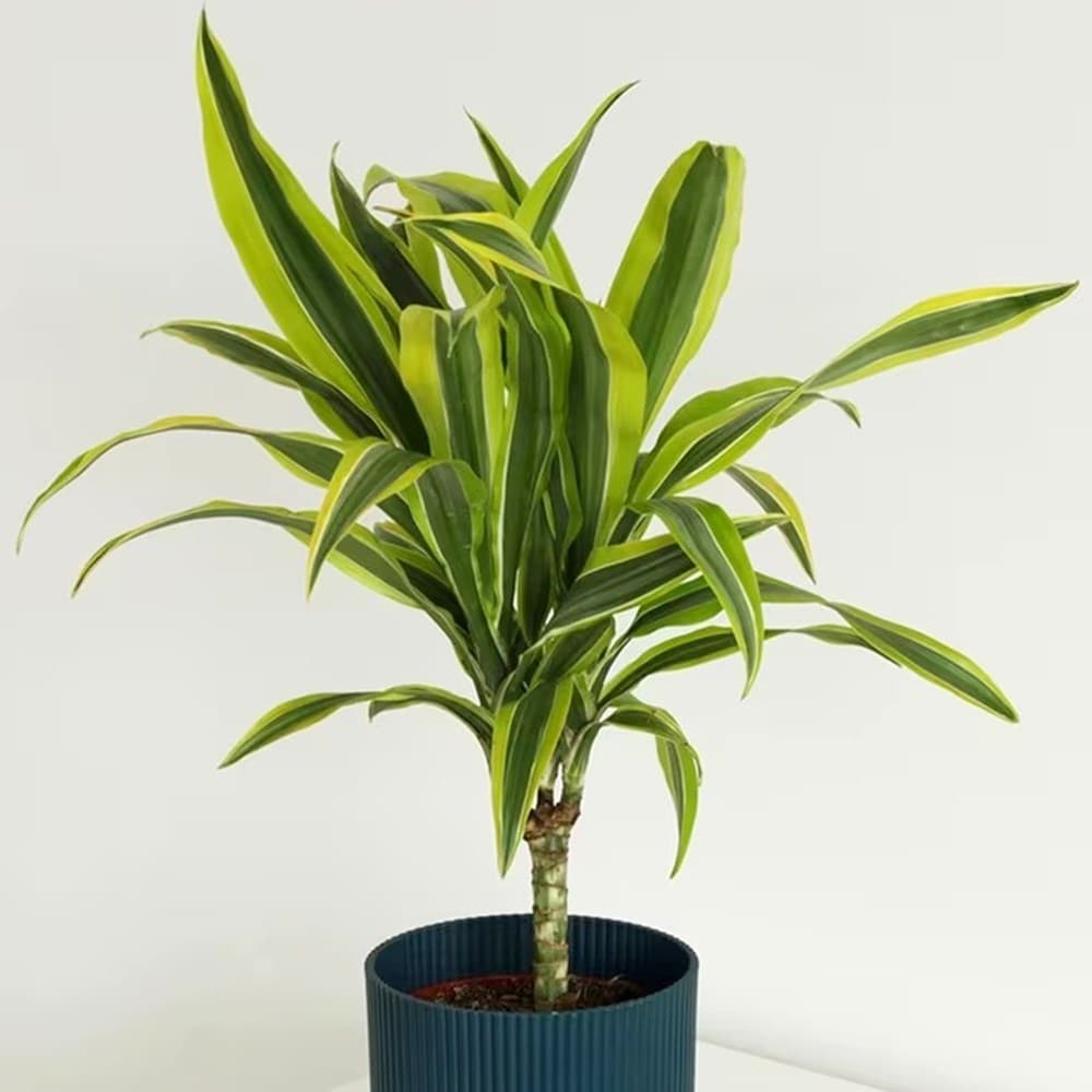 <I>Dracaena fragrans</i> (Deremensis Group) 'Lemon Lime'