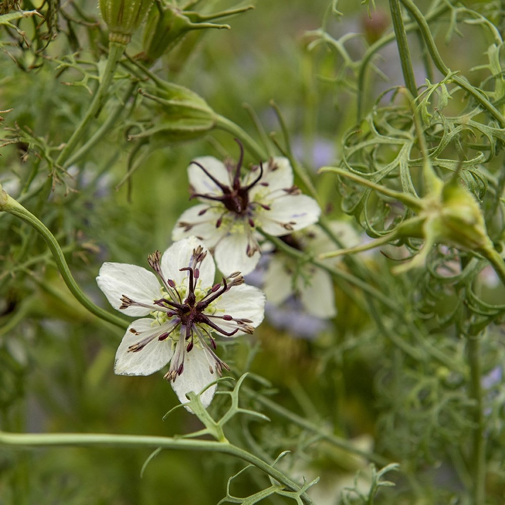 <i>Nigella papillosa</i> 'African Bride'