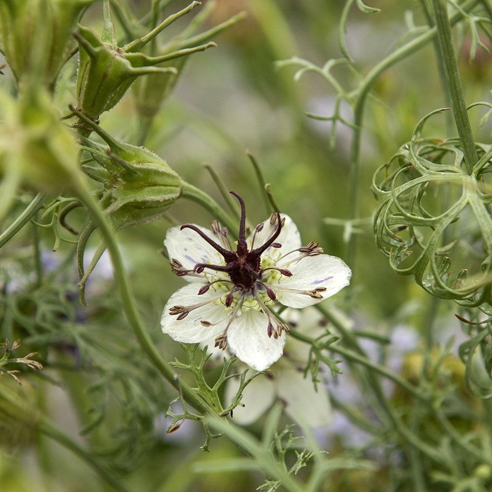 <i>Nigella papillosa</i> 'African Bride'