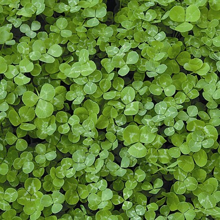 White clover green manure