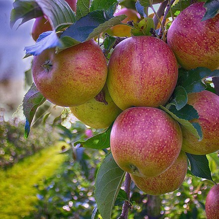 apple Adam's Pearmain