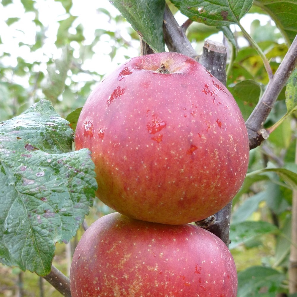 apple 'Kidd's Orange Red'