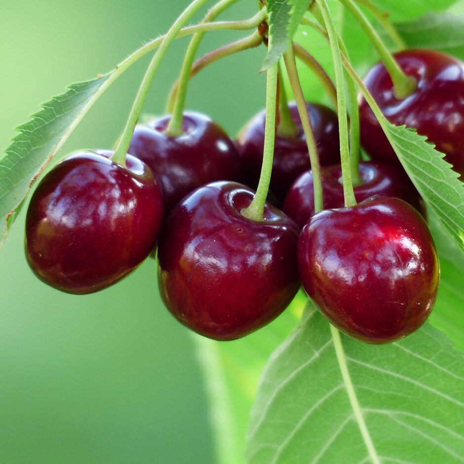 cherry 'Bigarreau Burlat'