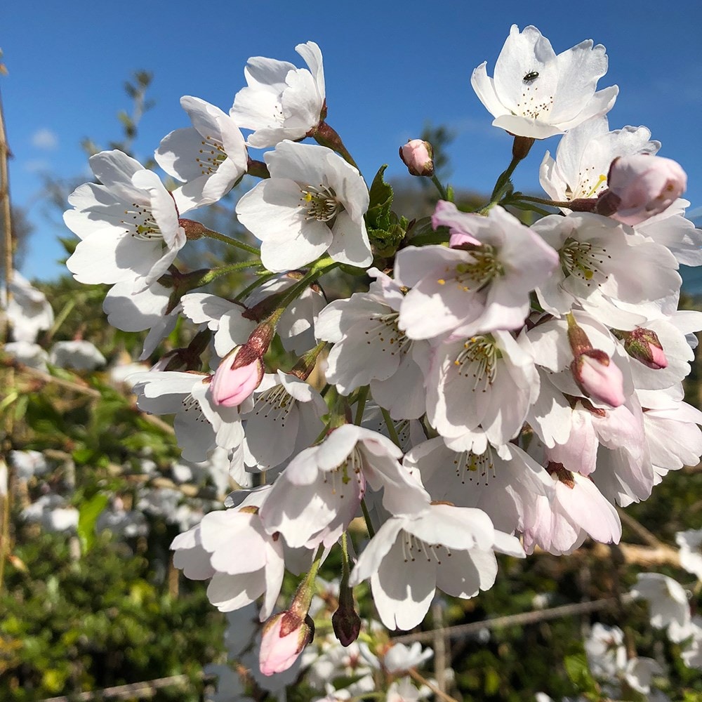 <i>Prunus</i> × <i>yedoensis</i> 'Ivensii'