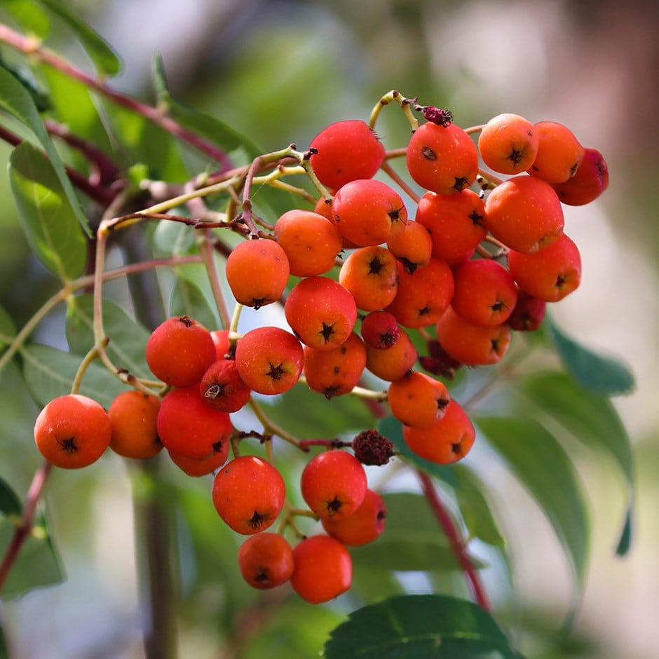 <i>Sorbus aucuparia</i> 'Beissneri'