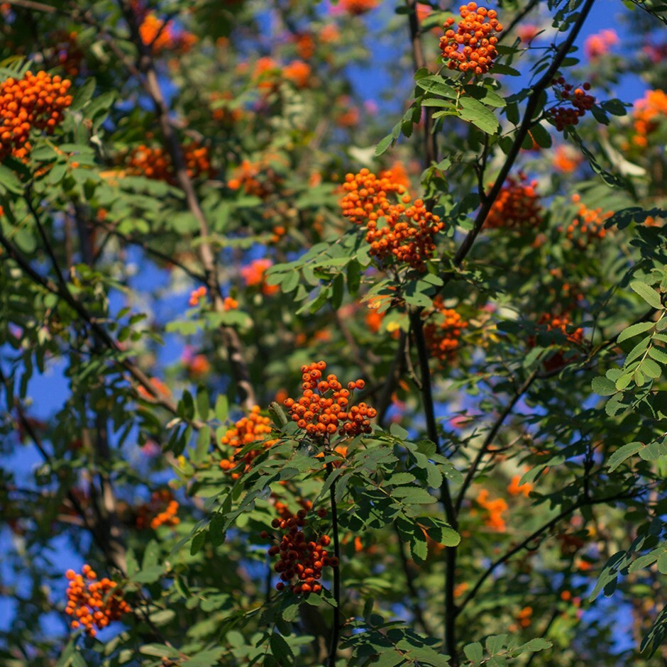 <i>Sorbus</i> × <i>thuringiaca</i> 'Fastigiata'