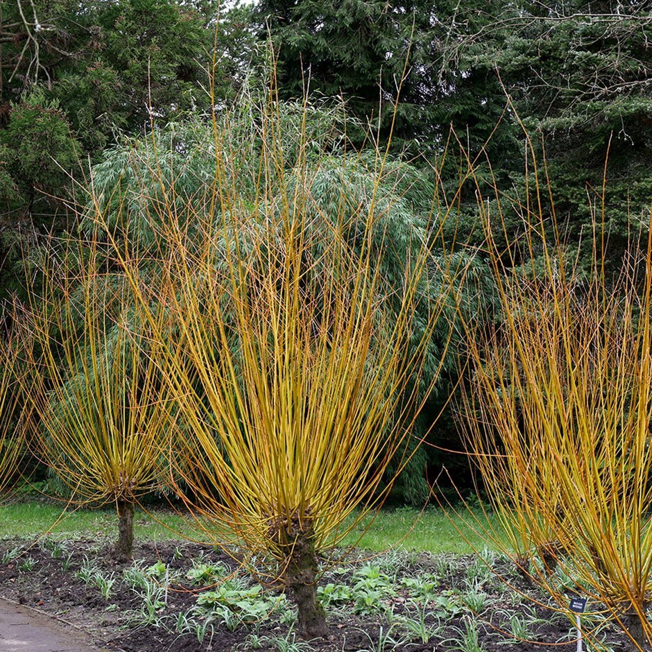 <i>Salix alba</i> var. <i>vitellina</i> 'Britzensis'