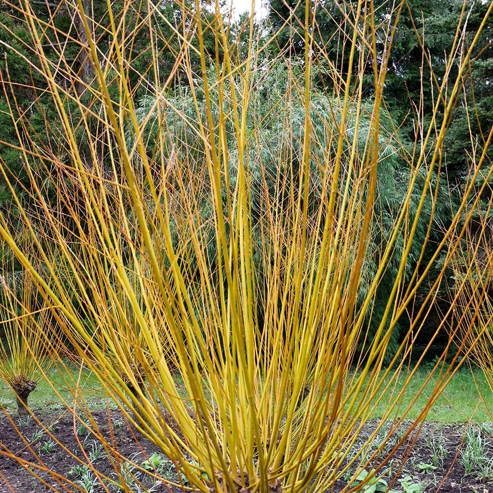 <i>Salix alba</i> var. <i>vitellina</i> 'Britzensis'