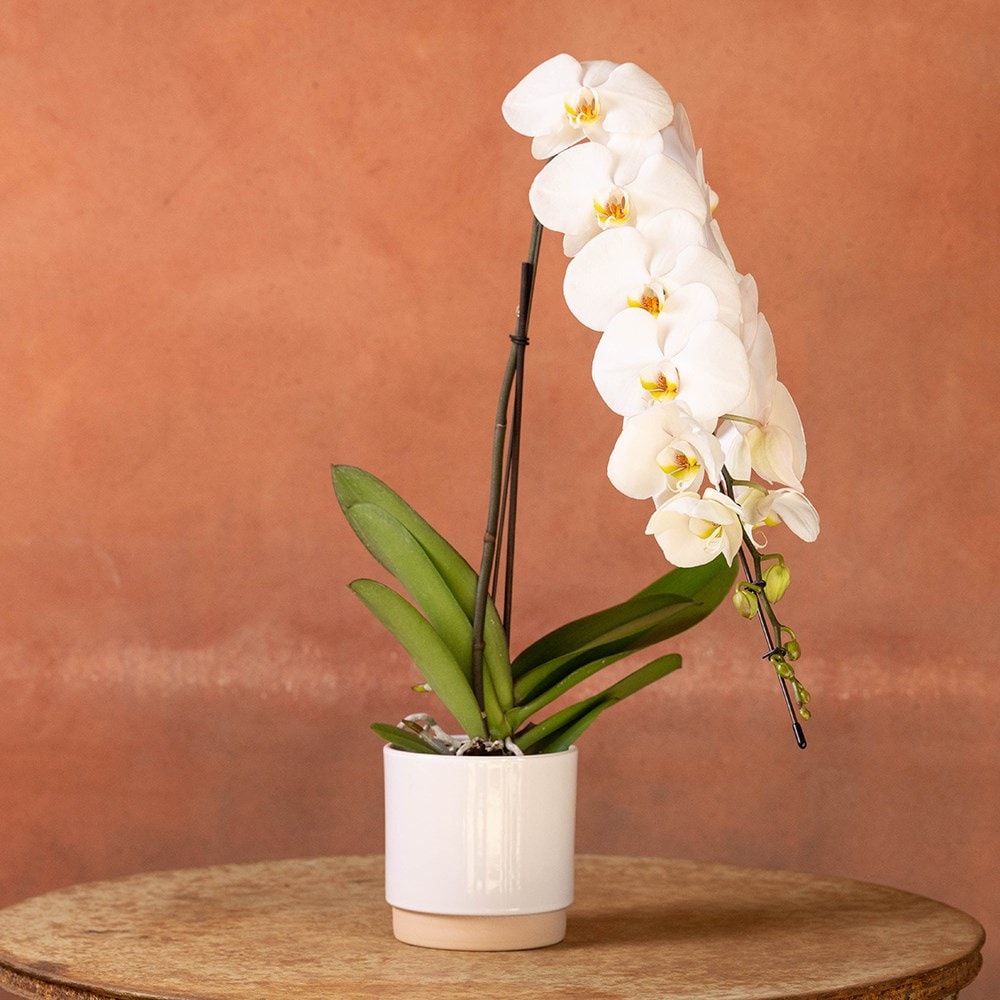 <i>Phalaenopsis</i> 'Formidablo Niagra Falls'