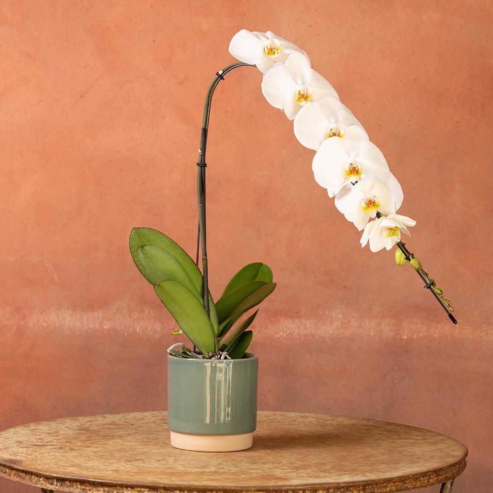 <i>Phalaenopsis</i> 'Formidablo Niagra Falls'