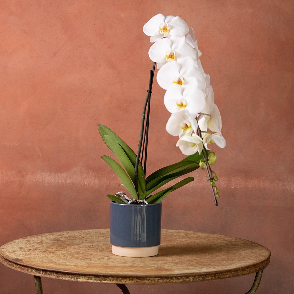 <i>Phalaenopsis</i> 'Formidablo Niagra Falls'