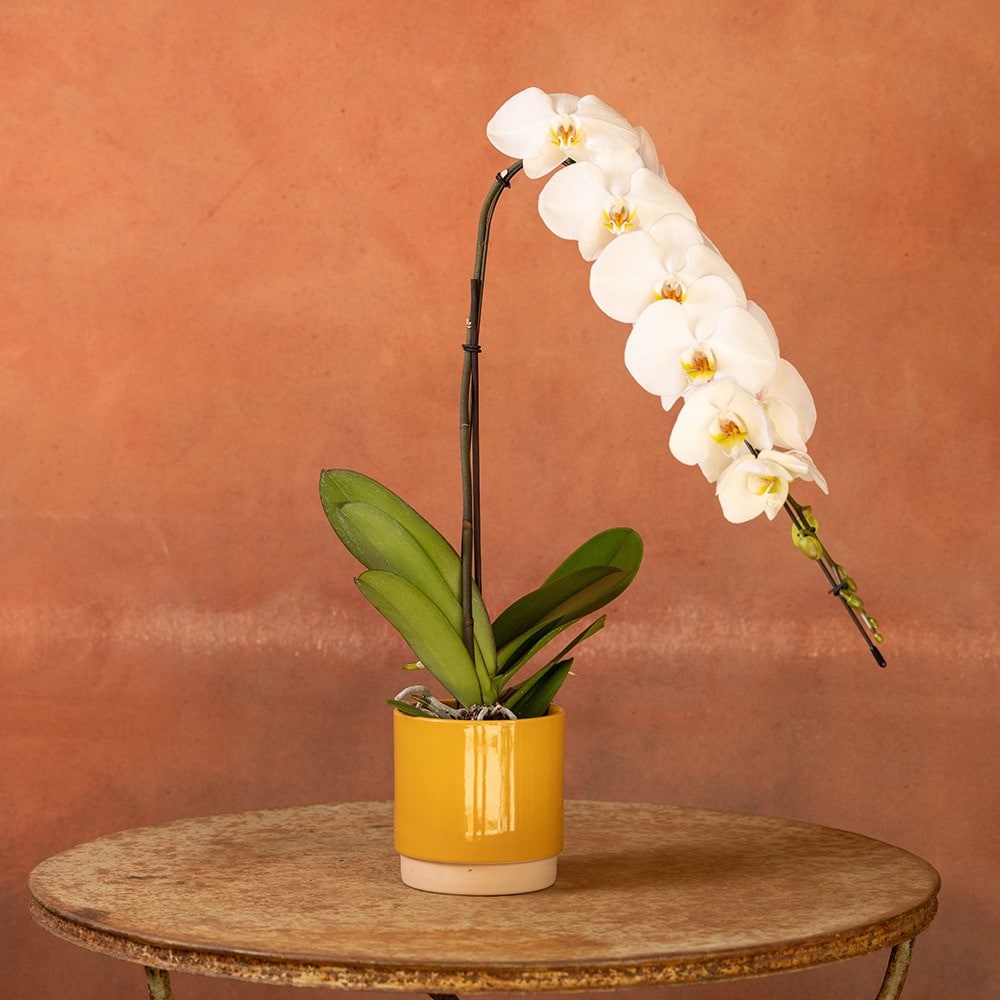 <i>Phalaenopsis</i> 'Formidablo Niagra Falls'