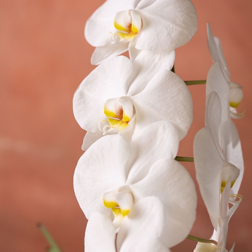 <i>Phalaenopsis</i> 'Formidablo Niagra Falls'