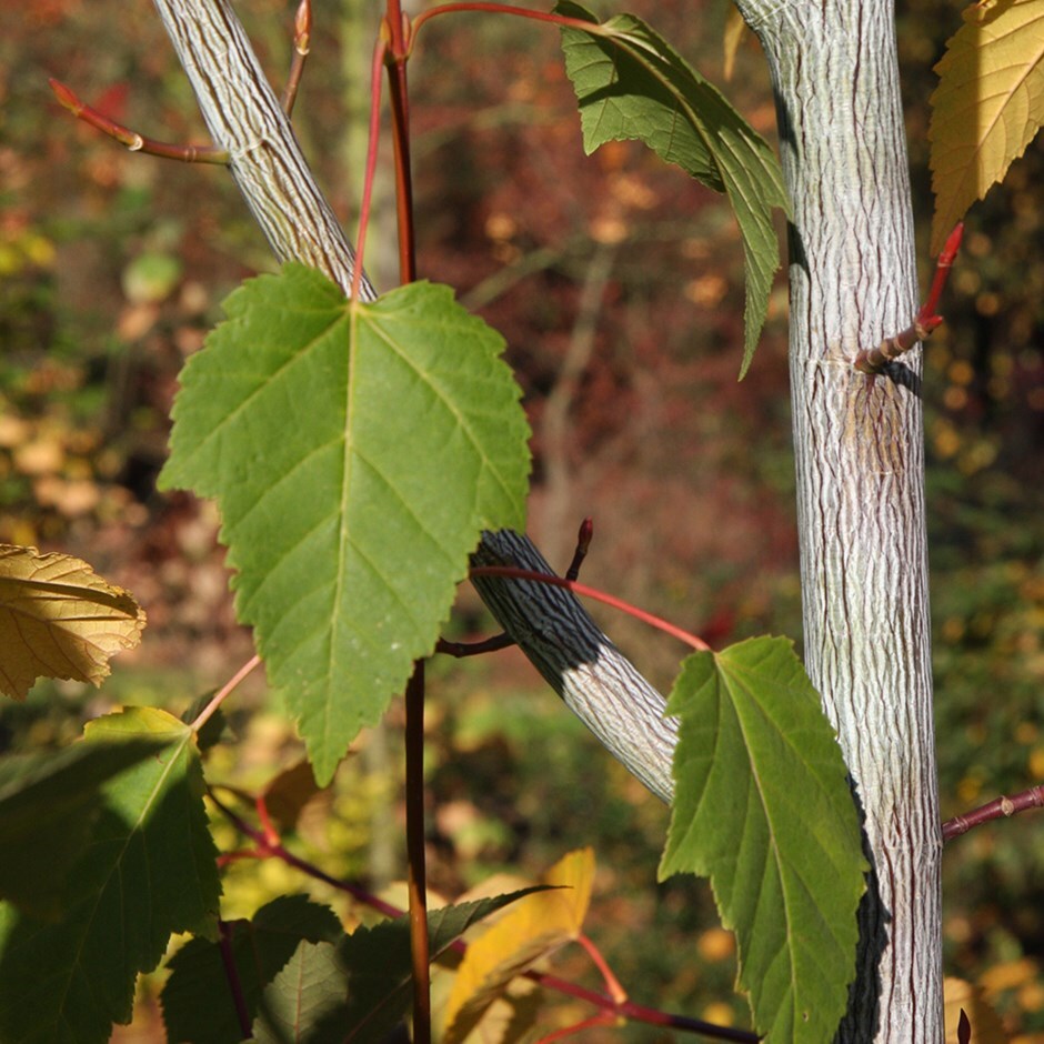 <i>Acer davidii</i> <b class=small-caps>Viper</b> ('Mindavi')