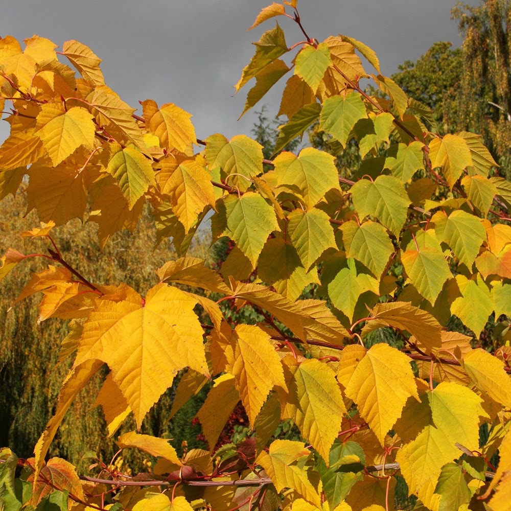 <i>Acer davidii</i> <b class=small-caps>Viper</b> ('Mindavi')