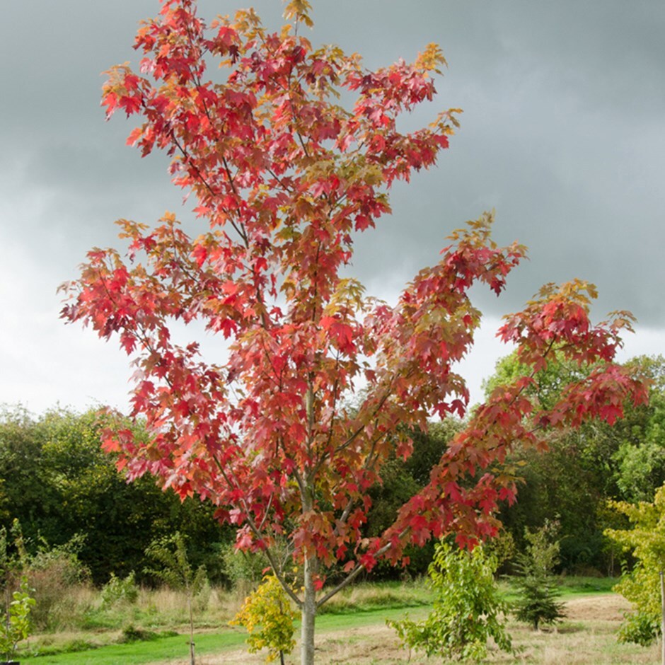 <i>Acer</i> × <i>freemanii</i> <b class=small-caps>Autumn Blaze</b> ('Jesffersred')