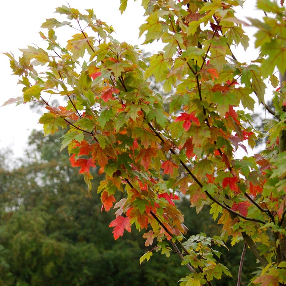 <i>Acer</i> × <i>freemanii</i> <b class=small-caps>Autumn Blaze</b> ('Jesffersred')