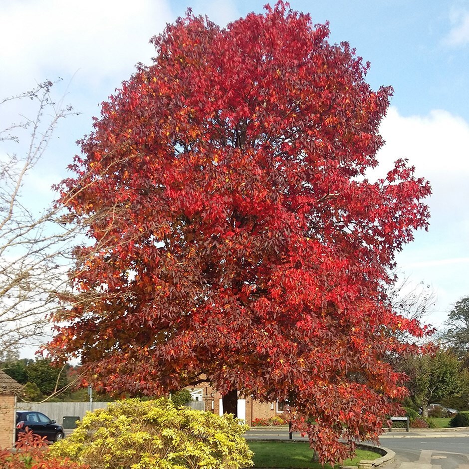 <i>Liquidambar styraciflua</i> 'Thea'