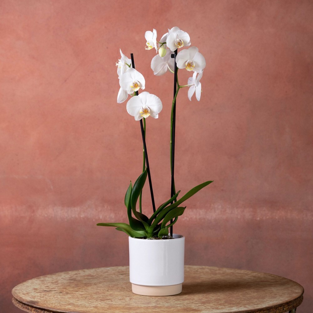 <i>Phalaenopsis</i> 'Inverness'