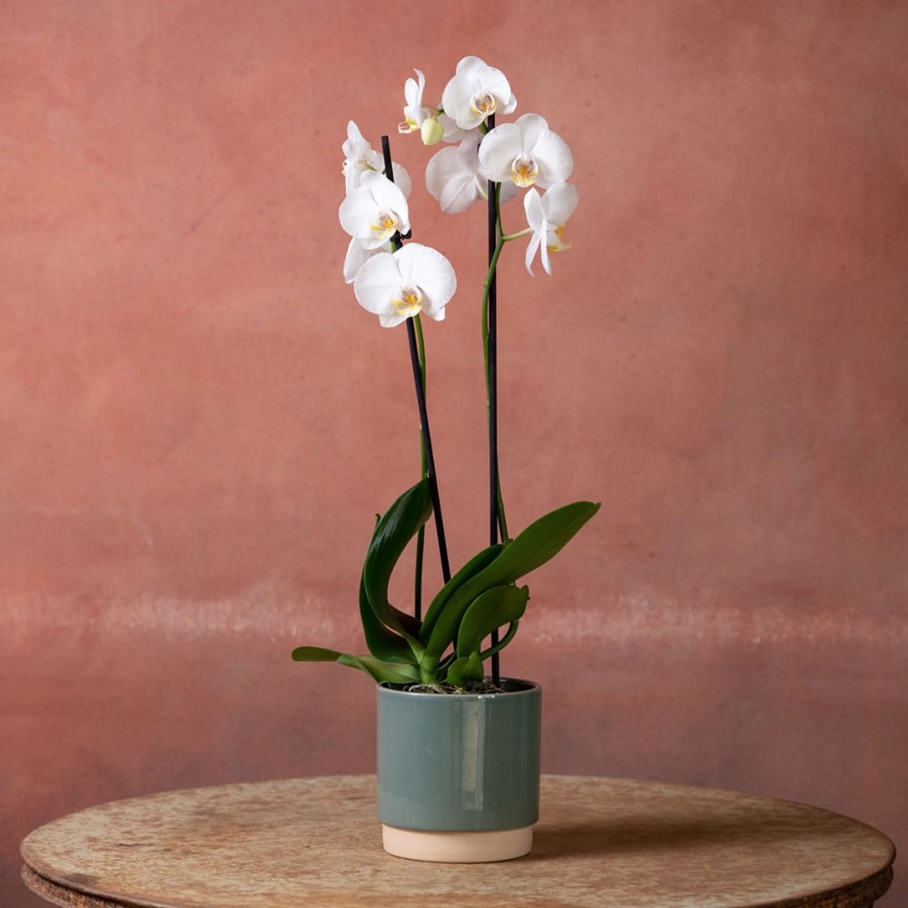 <i>Phalaenopsis</i> 'Inverness'