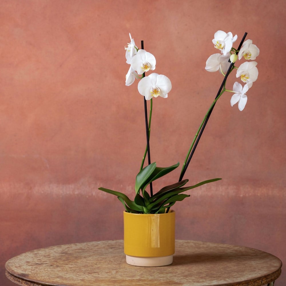 <i>Phalaenopsis</i> 'Inverness'