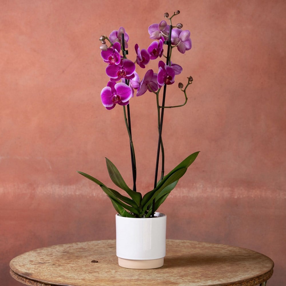 <i>Phalaenopsis</i> 'Durban'