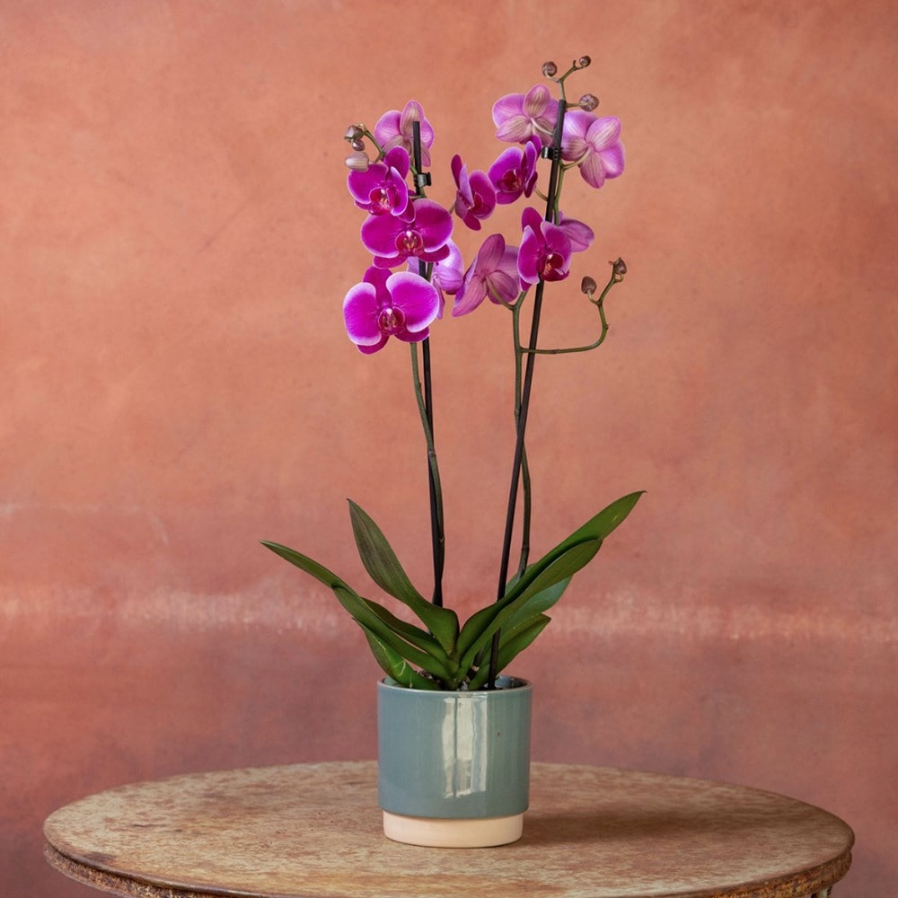 <i>Phalaenopsis</i> 'Durban'