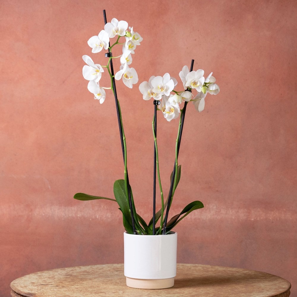 <i>Phalaenopsis</i> 'Folkestone'