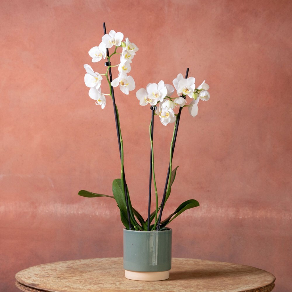 <i>Phalaenopsis</i> 'Folkestone'