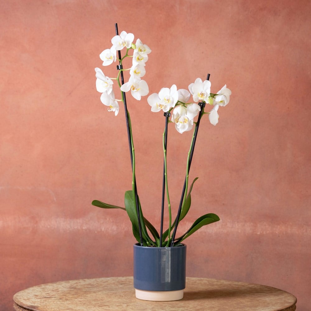 <i>Phalaenopsis</i> 'Folkestone'