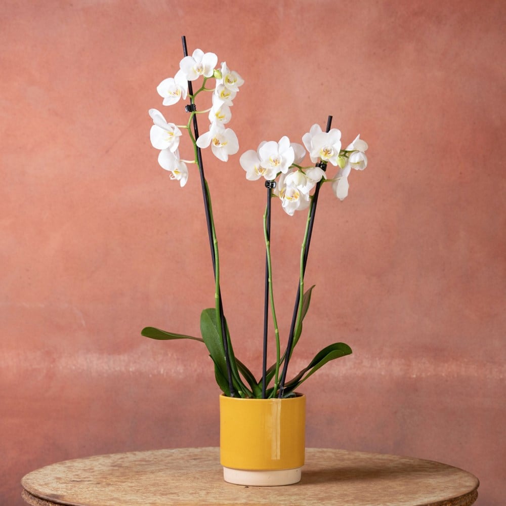 <i>Phalaenopsis</i> 'Folkestone'